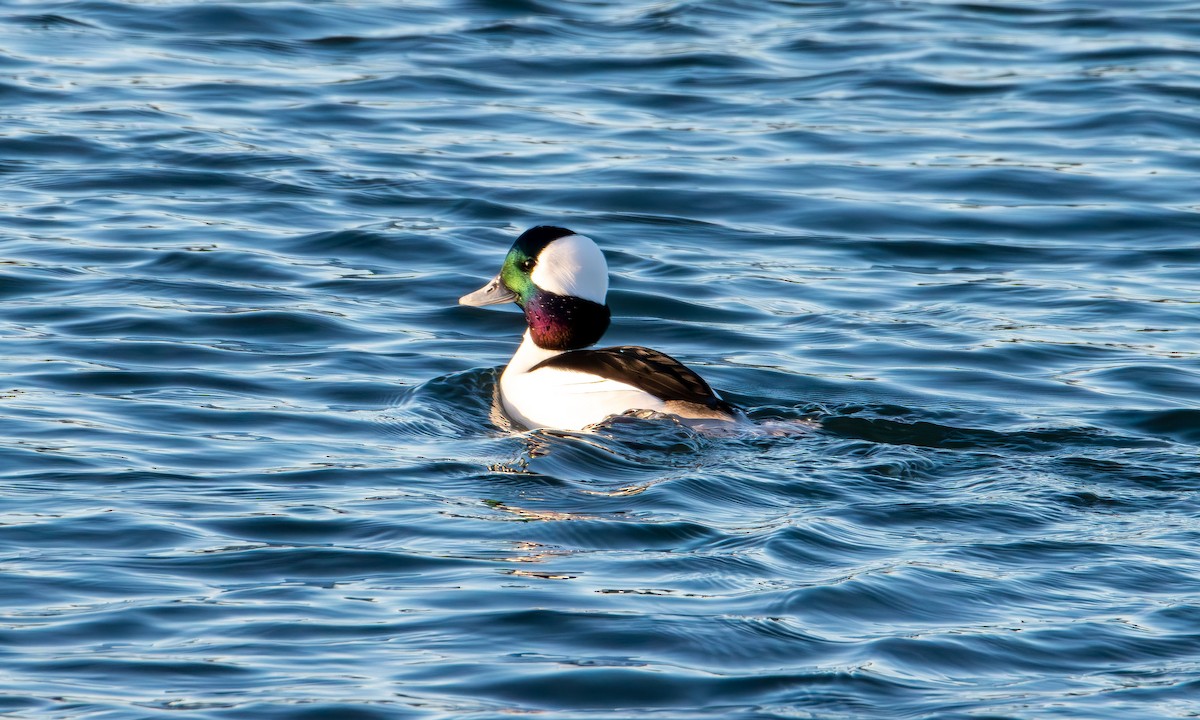 Bufflehead - ML646822024