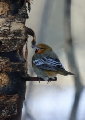 Bullock's Oriole - ML646822025