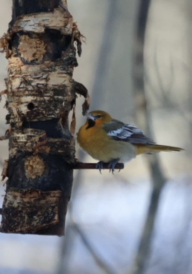 Bullock's Oriole - ML646822026