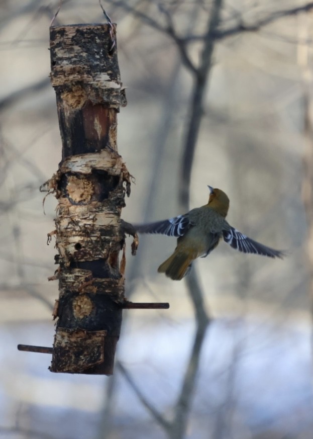 Bullock's Oriole - ML646822027