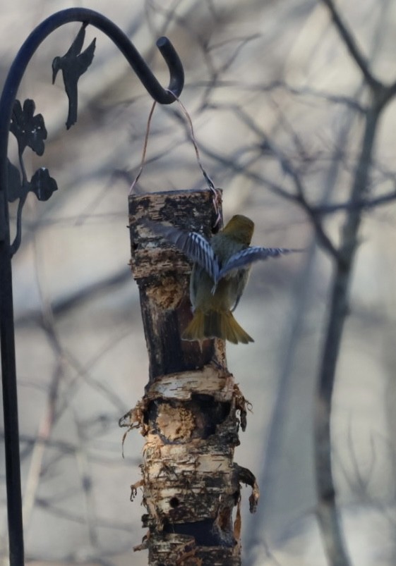 Bullock's Oriole - ML646822028