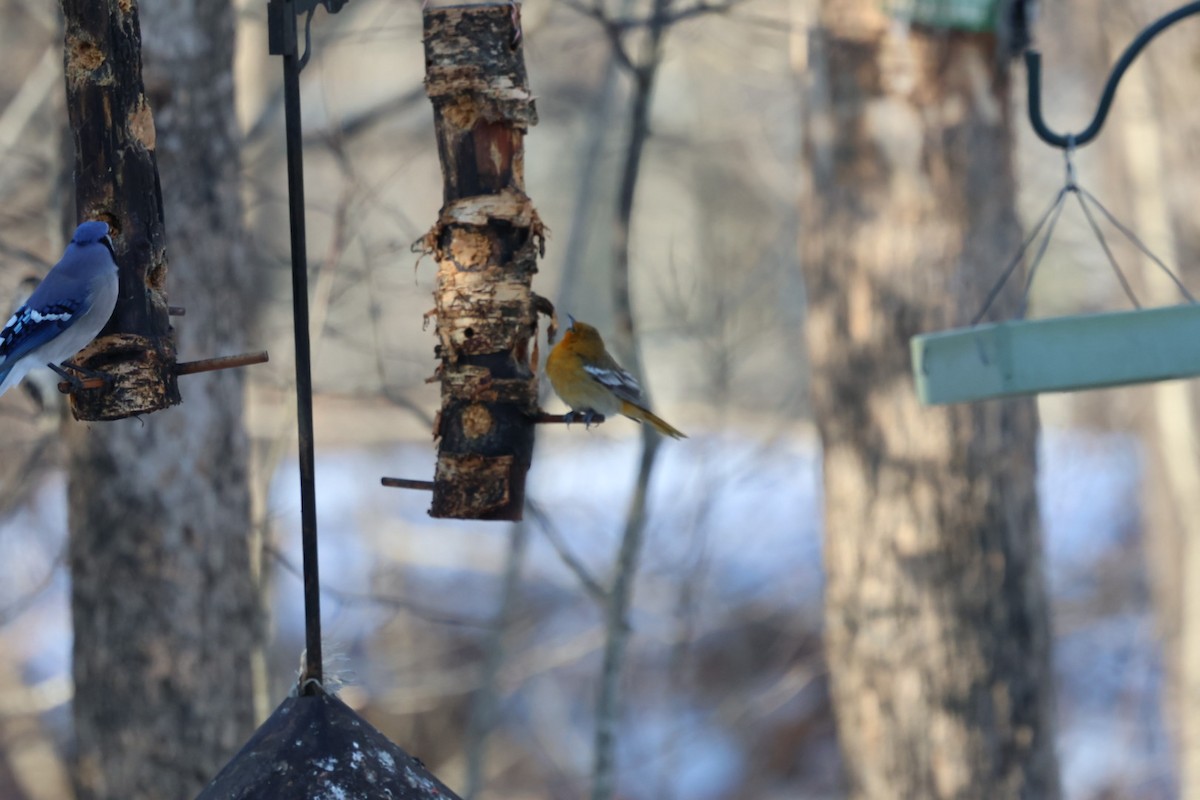 Bullock's Oriole - ML646822029