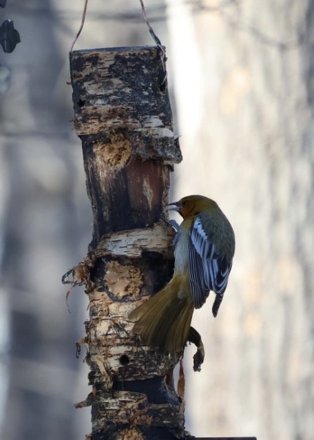 Bullock's Oriole - ML646822030