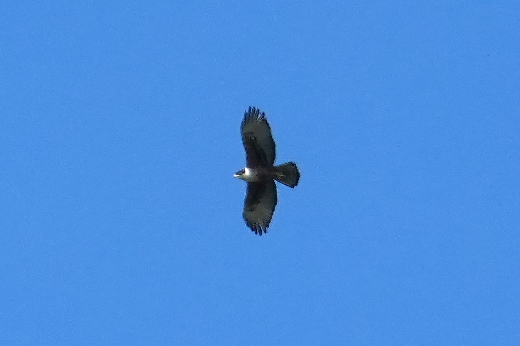 Rufous-bellied Eagle - ML646822031