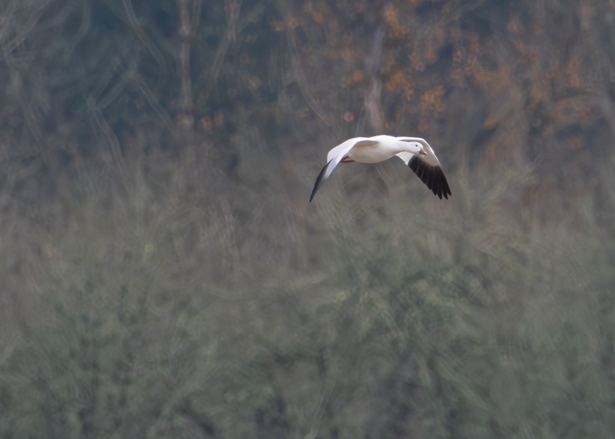 Белый гусь - ML646822033