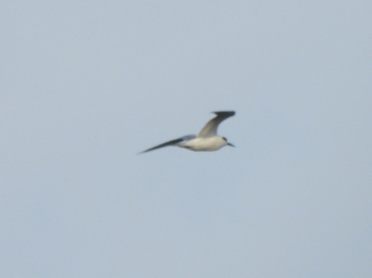 Forster's Tern - ML646822034