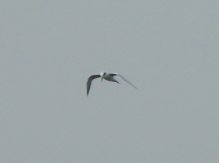 Forster's Tern - ML646822035