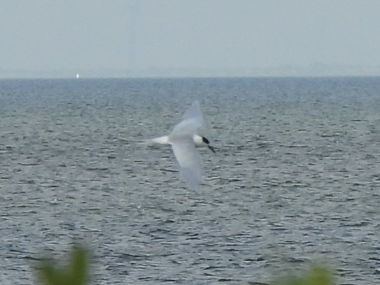 Forster's Tern - ML646822036