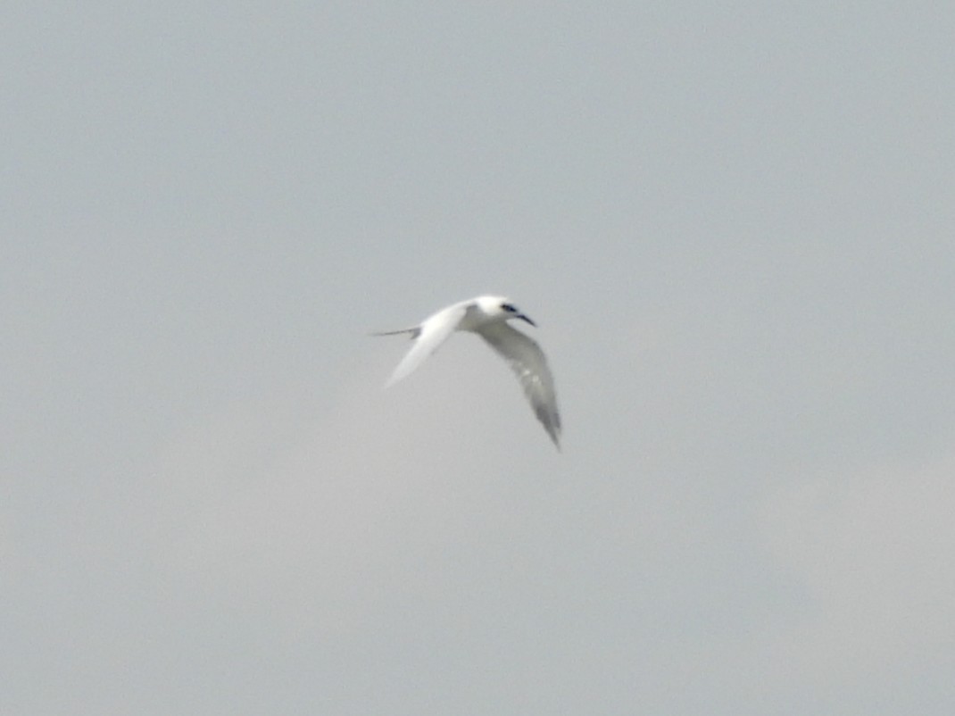 Forster's Tern - ML646822037