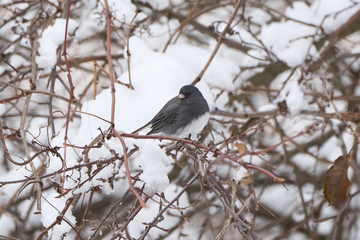 Юнко сірий - ML646822039