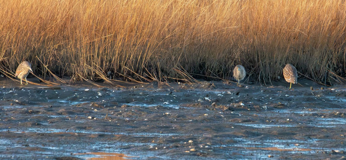 Nitticora - ML646822042