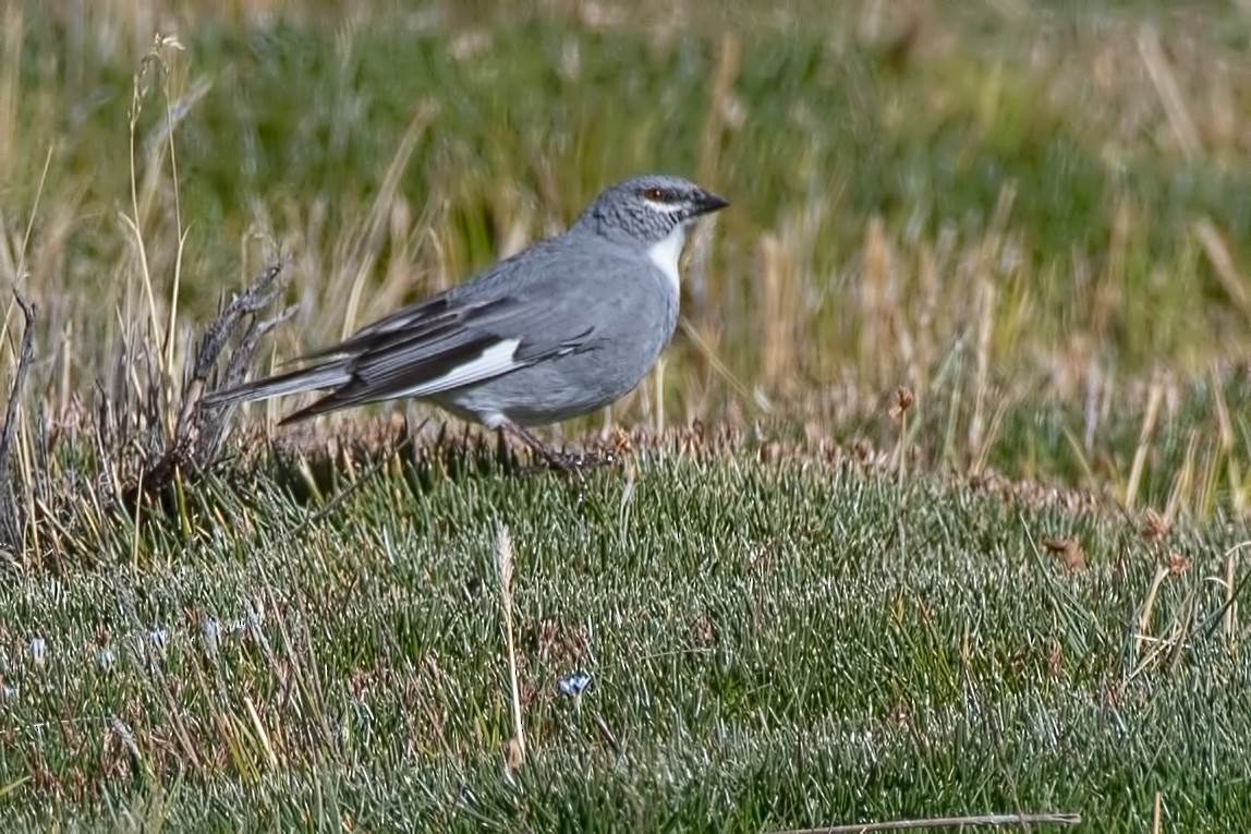 Glacier Finch - ML646822043