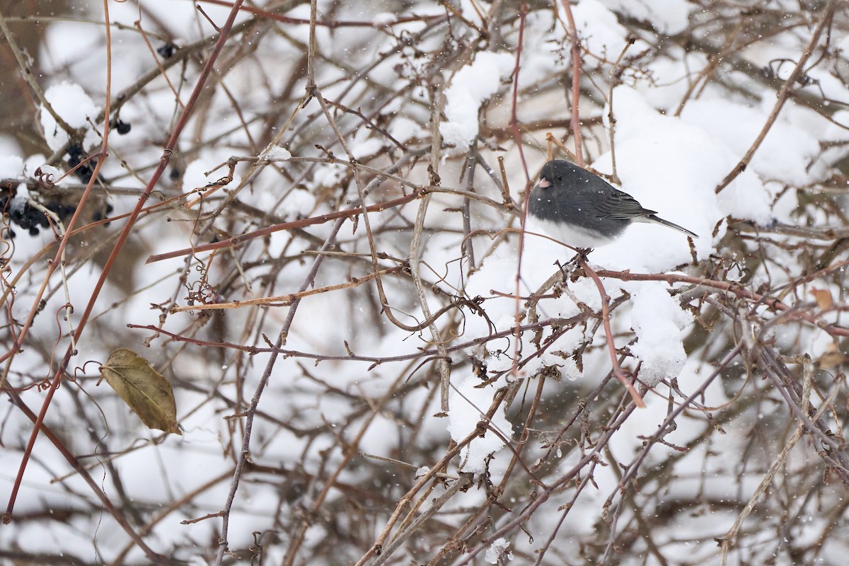 Юнко сірий - ML646822044