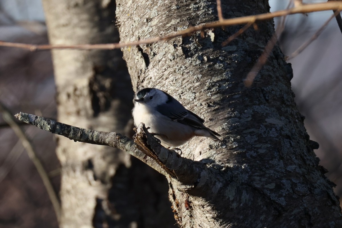White-breasted Nuthatch - ML646822051
