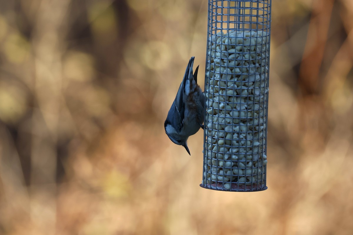 White-breasted Nuthatch - ML646822052