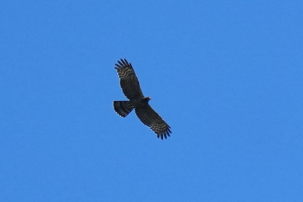 Oriental Honey-buzzard - ML646822056
