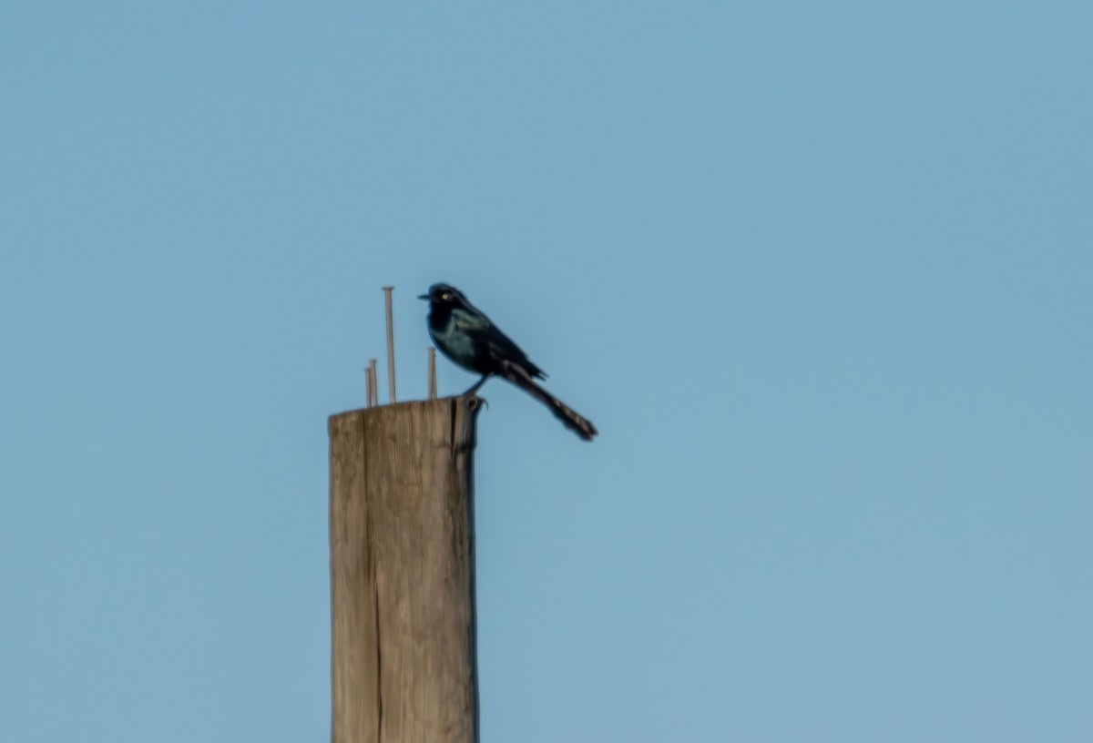 Boat-tailed Grackle - ML646822057