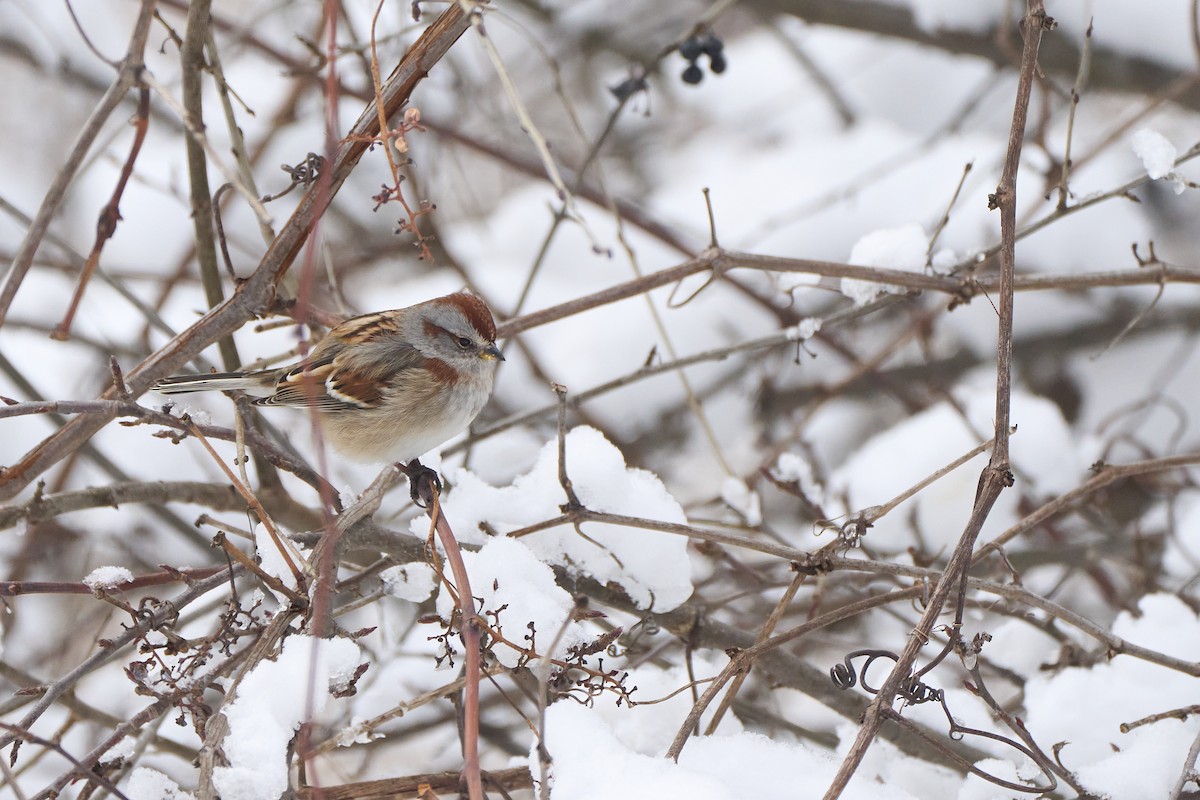 Пасовник північний - ML646822058