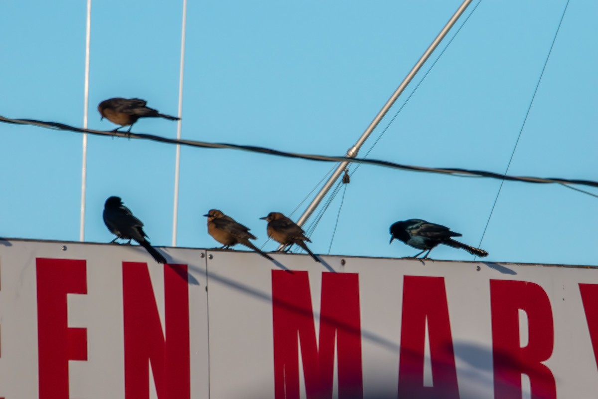 Boat-tailed Grackle - ML646822059