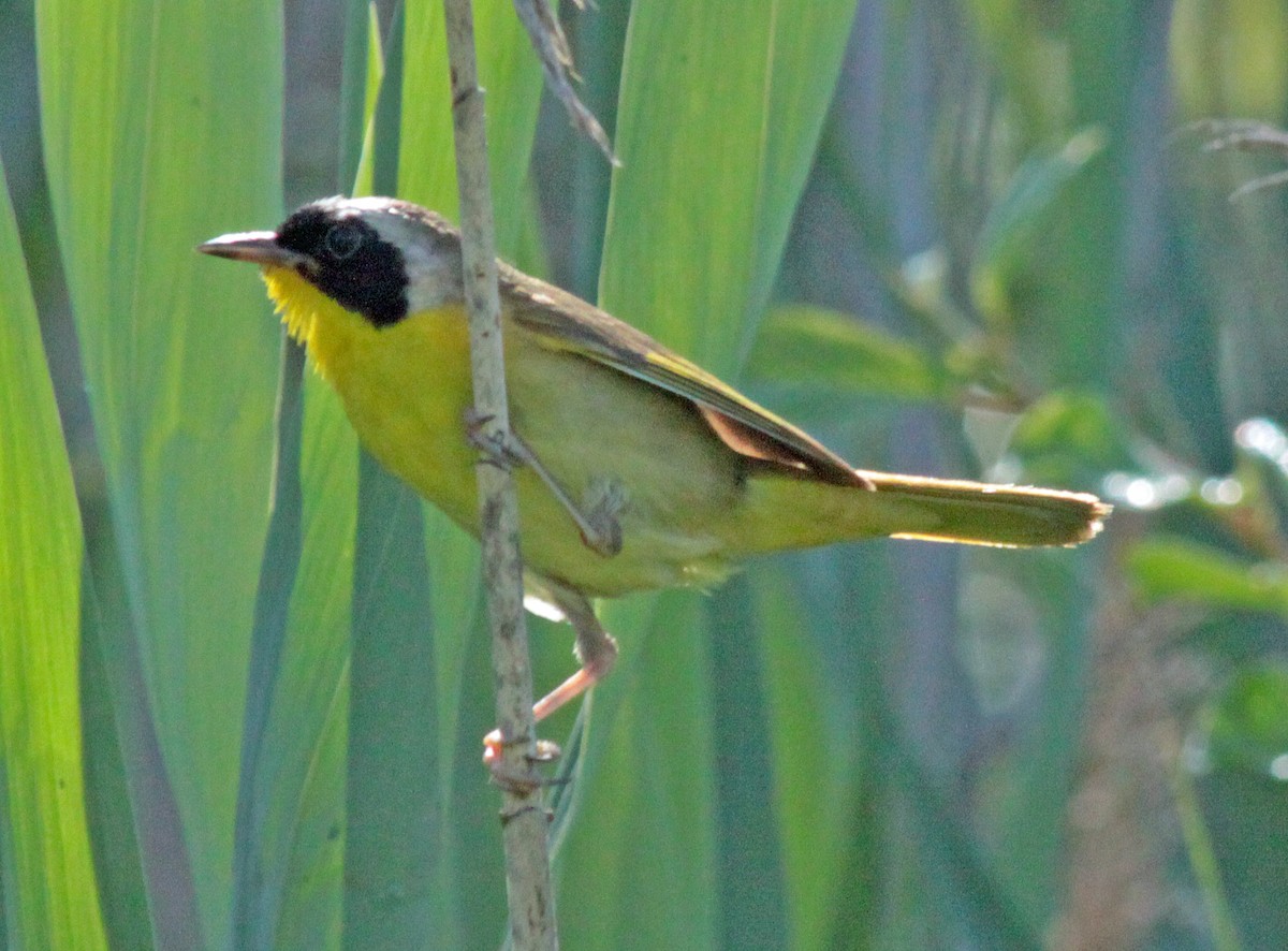Common Yellowthroat - ML646822065