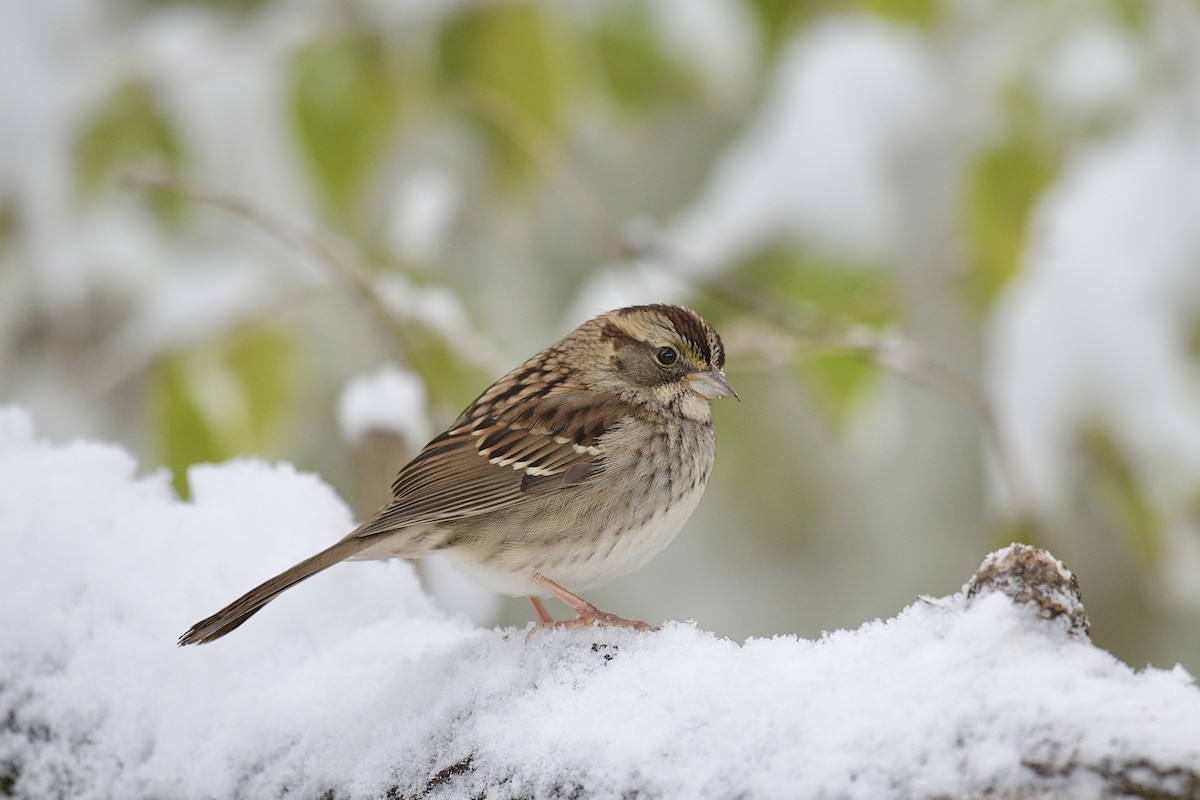 Белогорлая зонотрихия - ML646822066