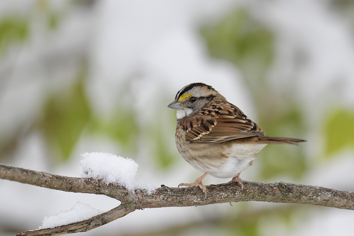 Белогорлая зонотрихия - ML646822067