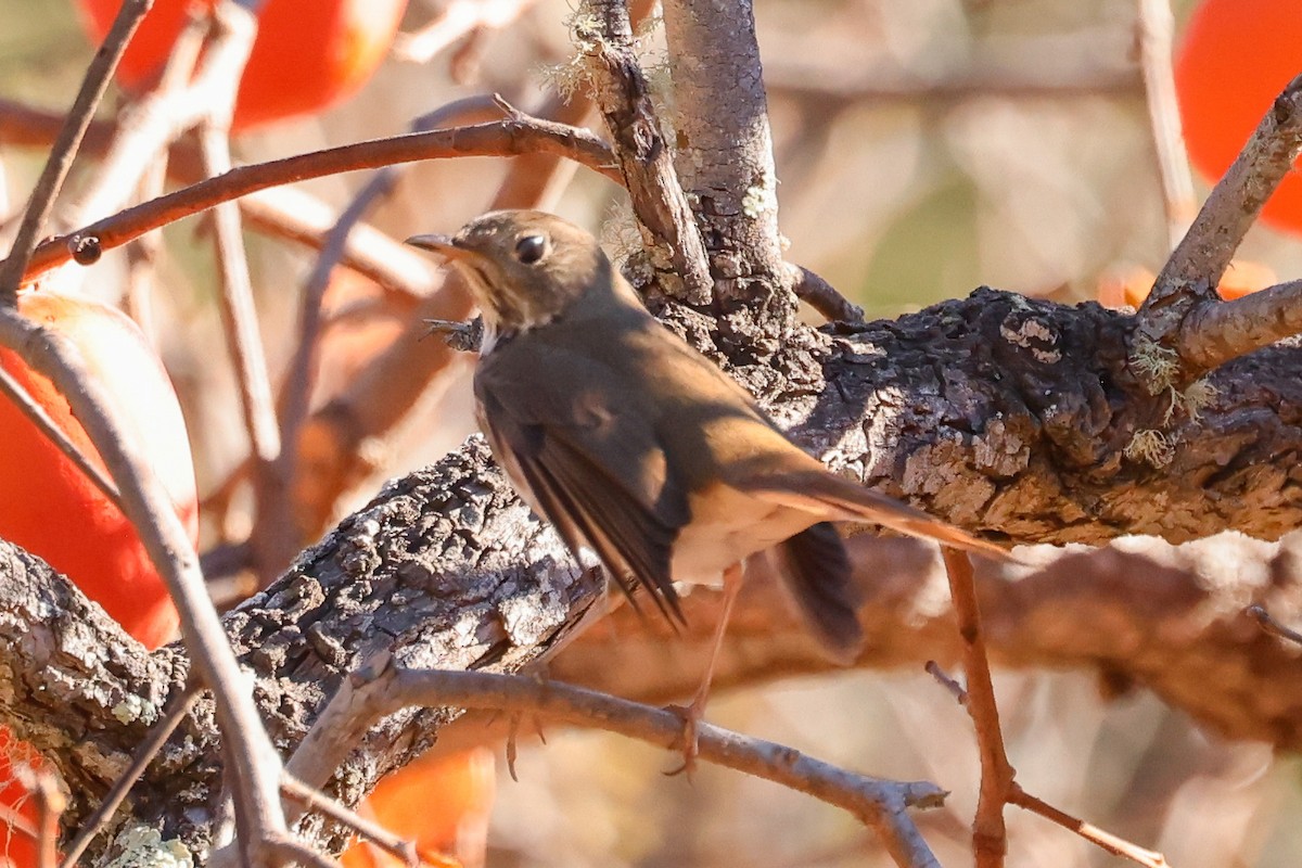 Zorzalito Colirrufo - ML646822068