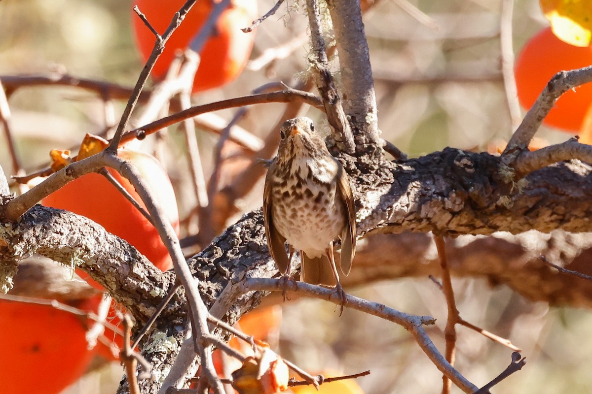 Zorzalito Colirrufo - ML646822069