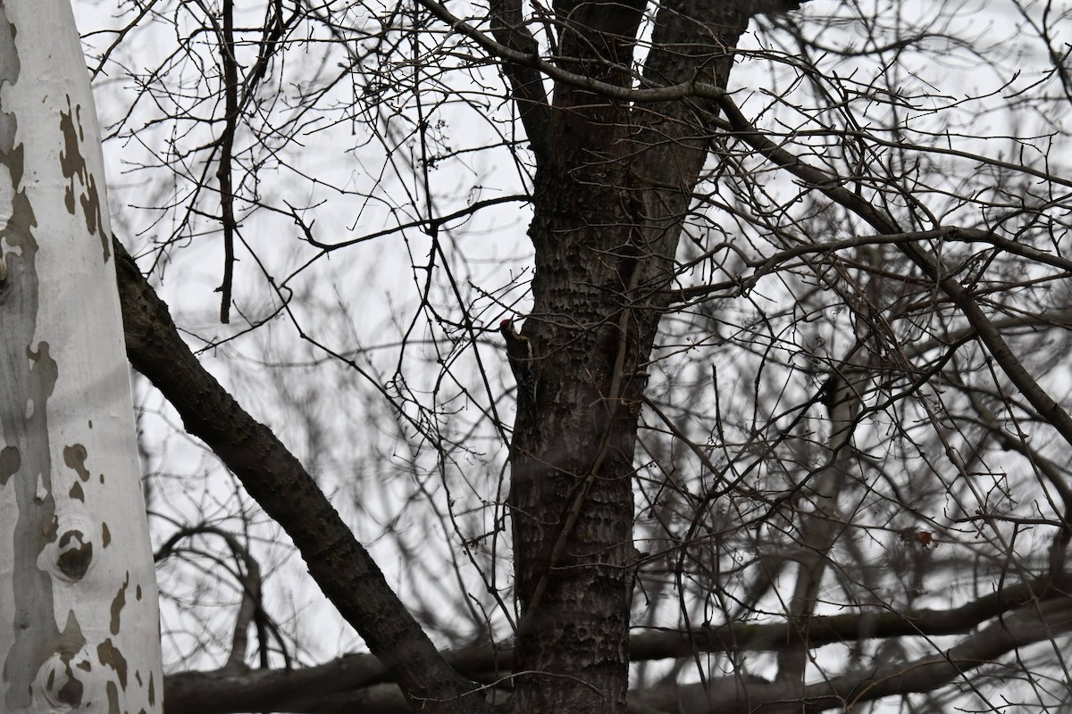 Gelbbauch-Saftlecker - ML646822071