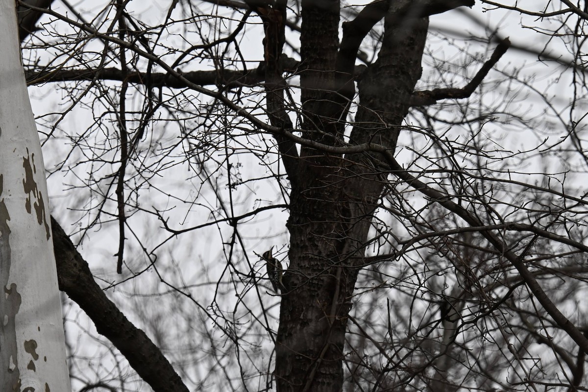 Yellow-bellied Sapsucker - ML646822072