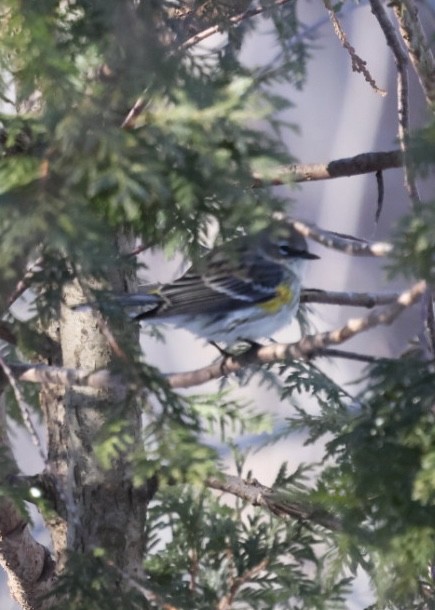 Reinita Coronada (Coronada) - ML646822074