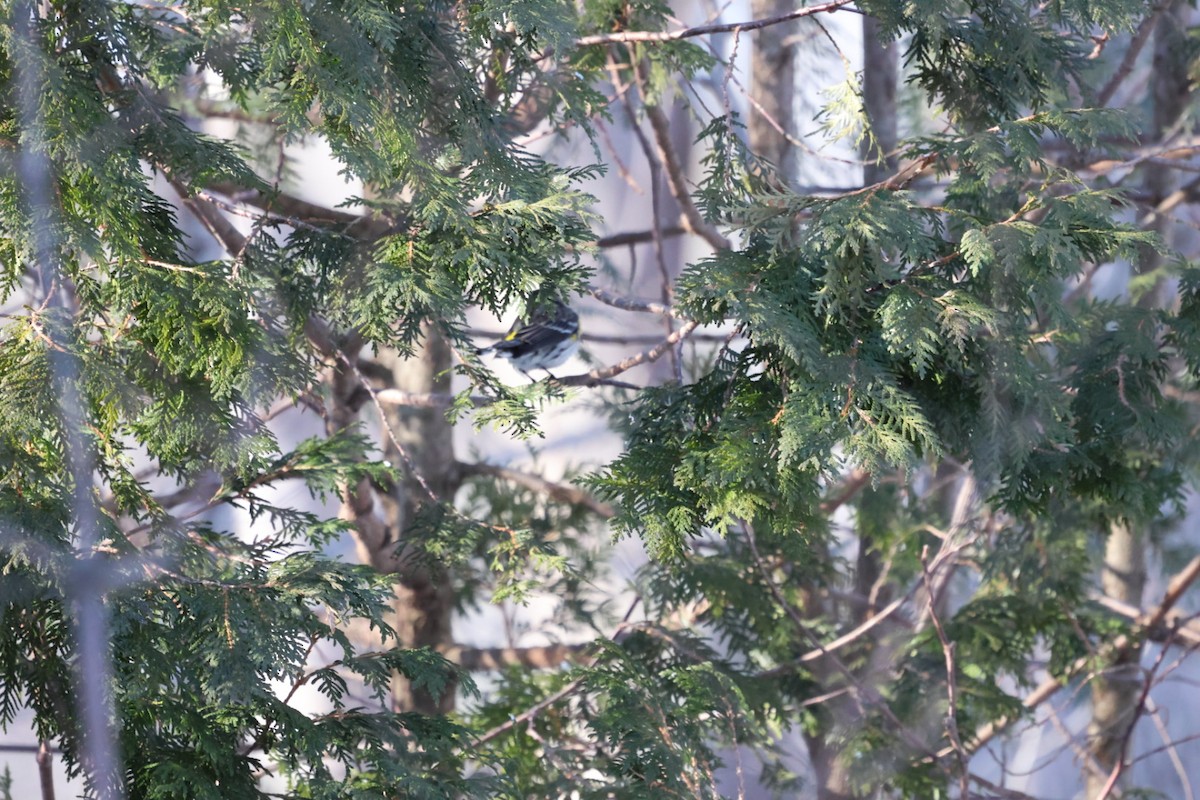 Reinita Coronada (Coronada) - ML646822075