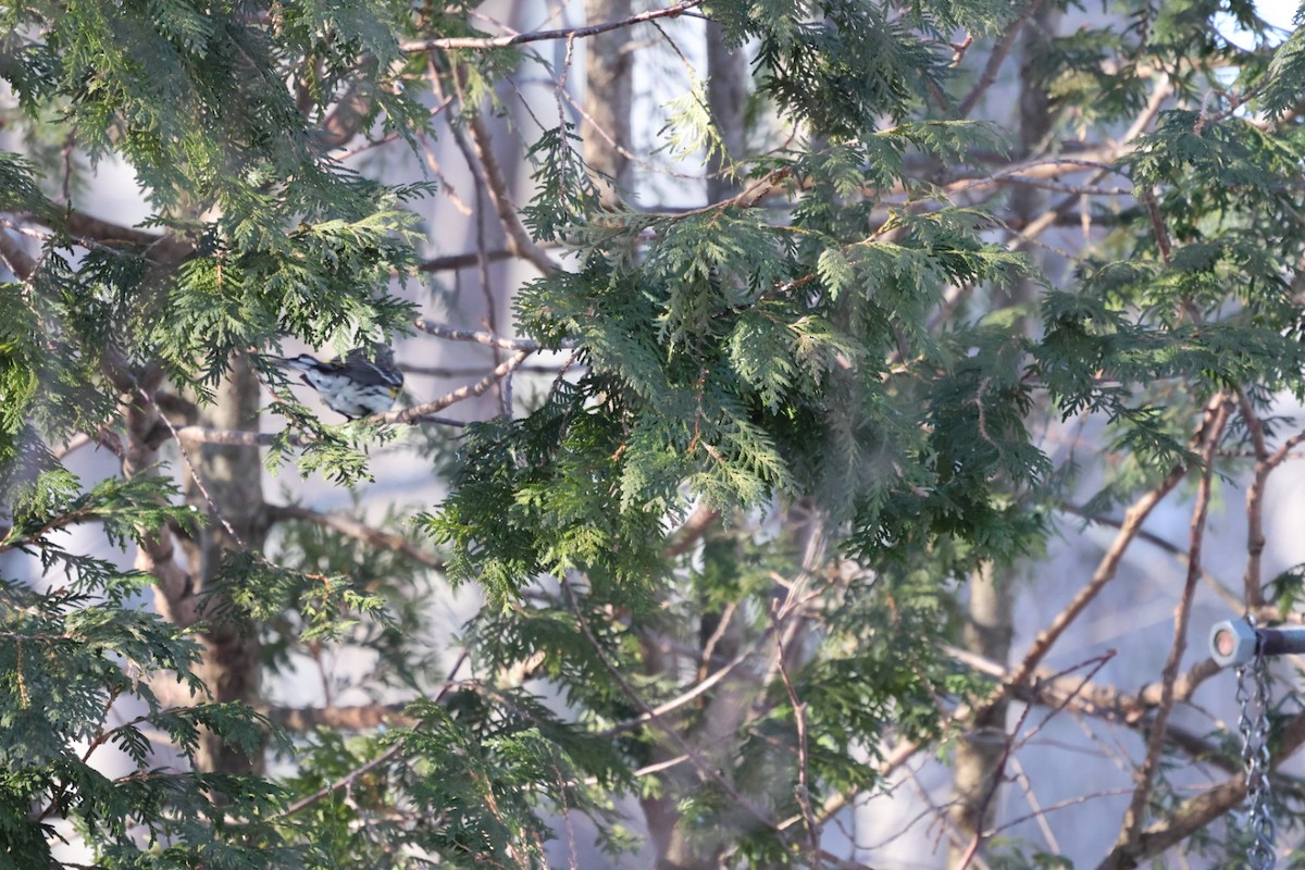 Reinita Coronada (Coronada) - ML646822076