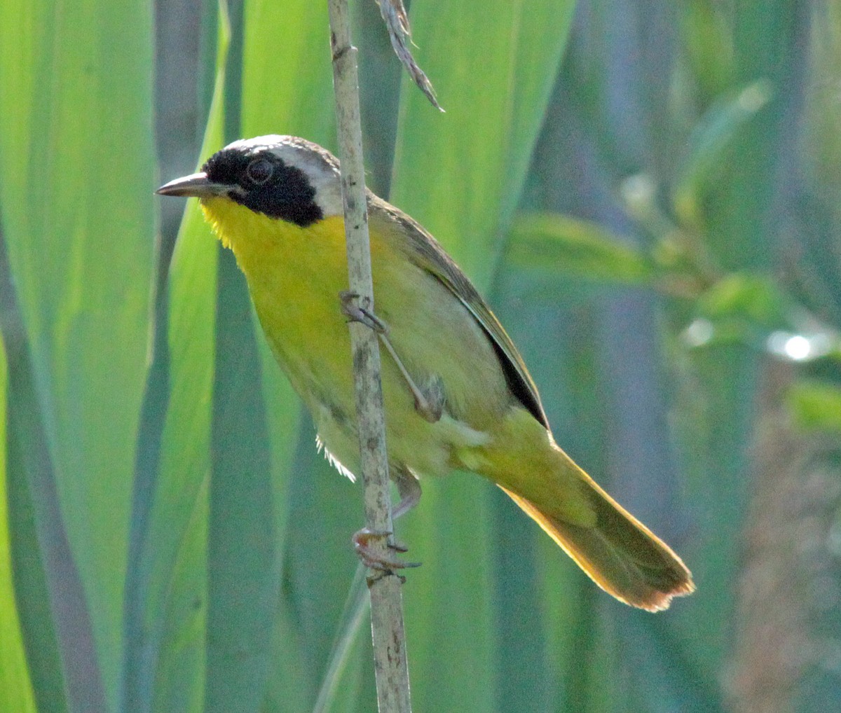 Common Yellowthroat - ML646822079