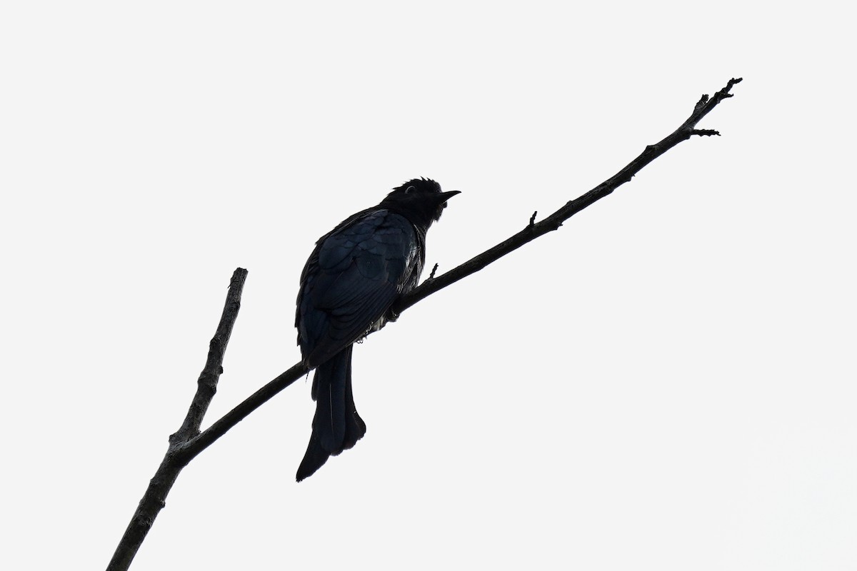 Square-tailed Drongo-Cuckoo - ML646822080
