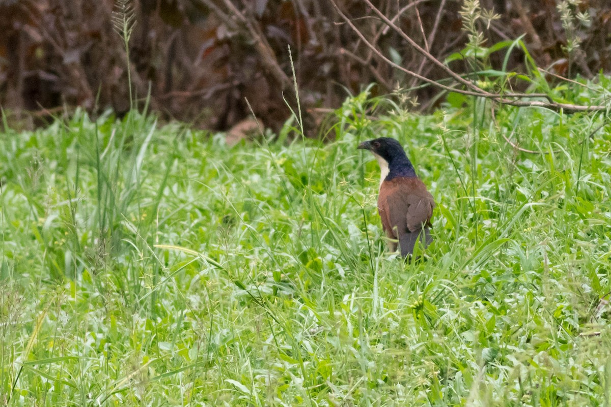 Blue-headed Coucal - ML646822081