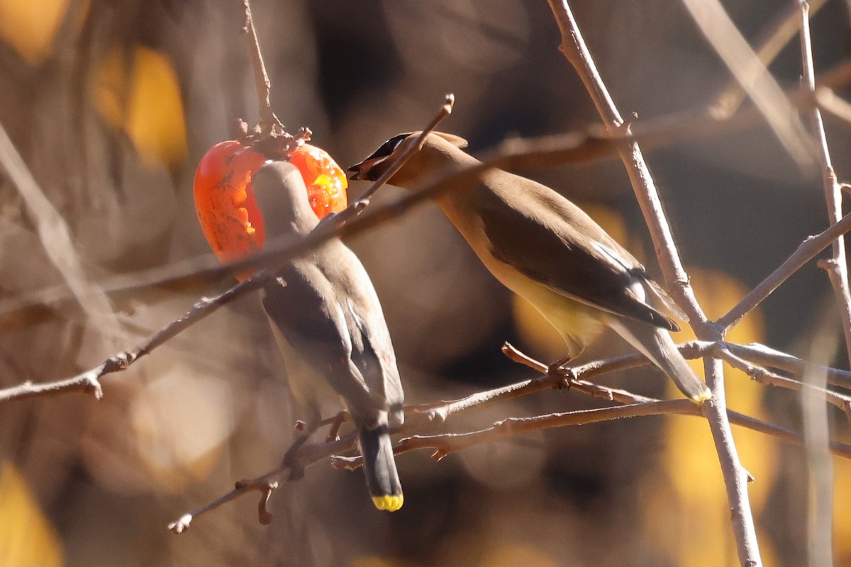 Ampelis Americano - ML646822083