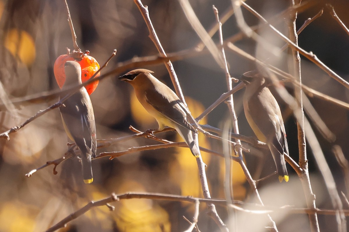 Ampelis Americano - ML646822084