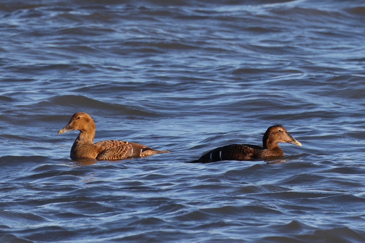 Common Eider - ML646822094