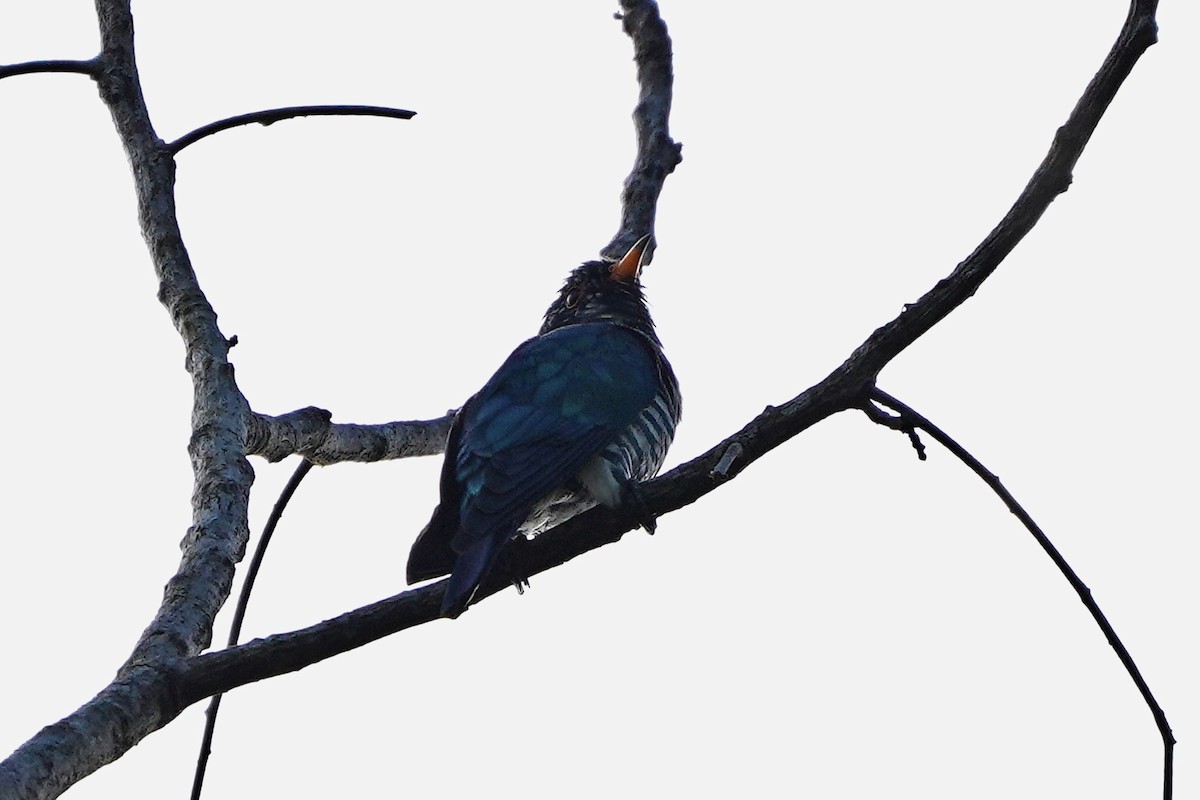 Asian Emerald Cuckoo - ML646822095