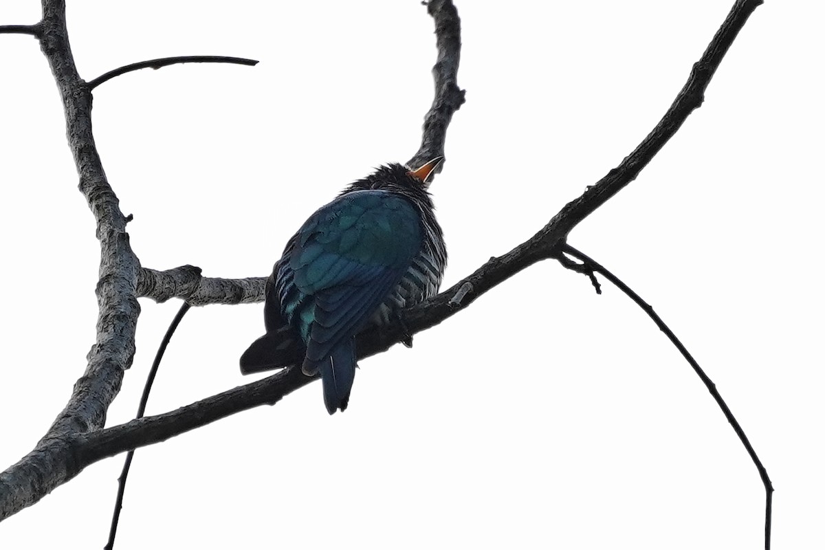 Asian Emerald Cuckoo - ML646822096