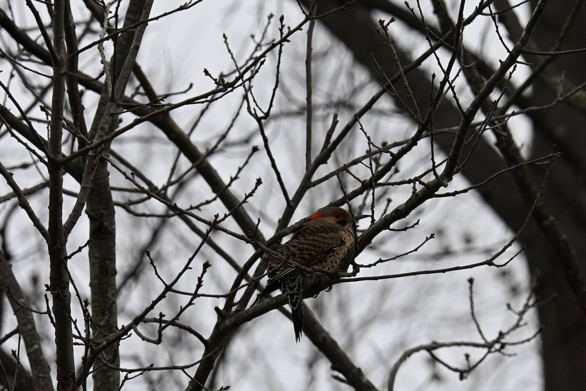 Northern Flicker - ML646822097