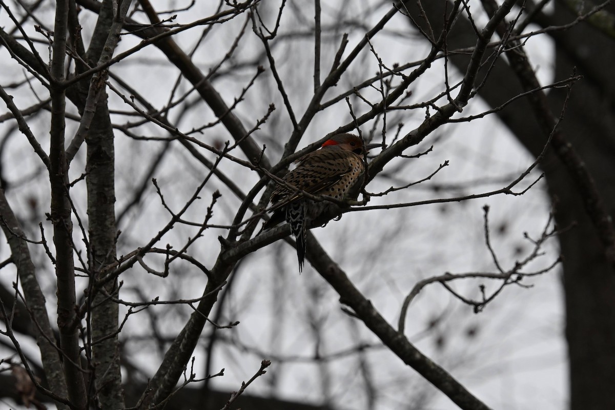 Northern Flicker - ML646822098