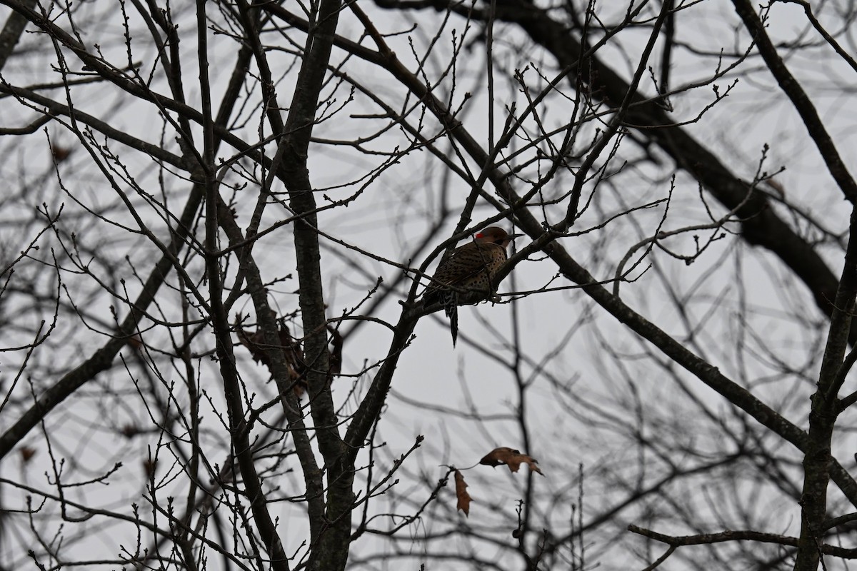 Northern Flicker - ML646822099