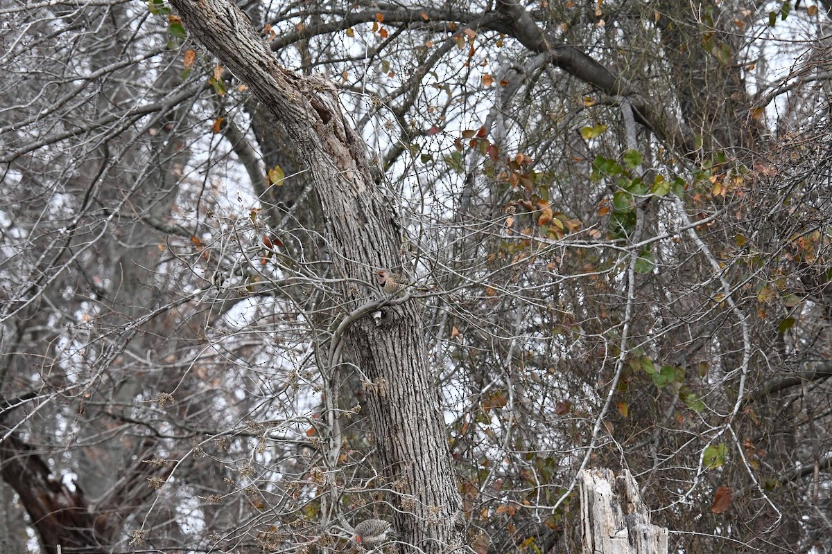 Northern Flicker - ML646822100