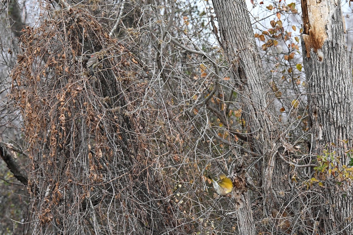 Northern Flicker - ML646822101