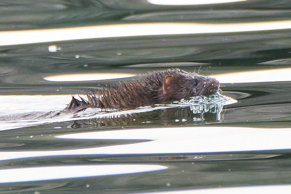 Animals - ML646822102