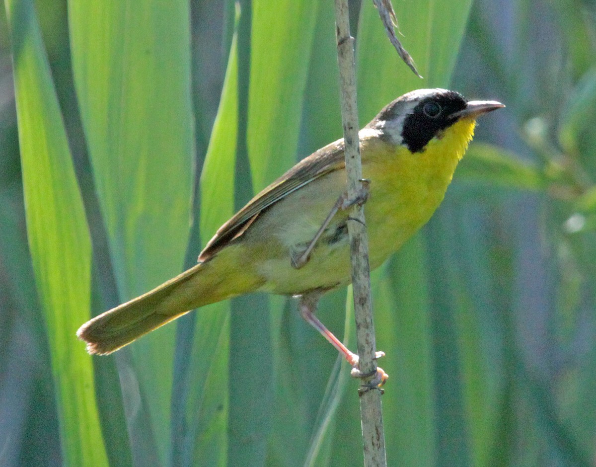Common Yellowthroat - ML646822103