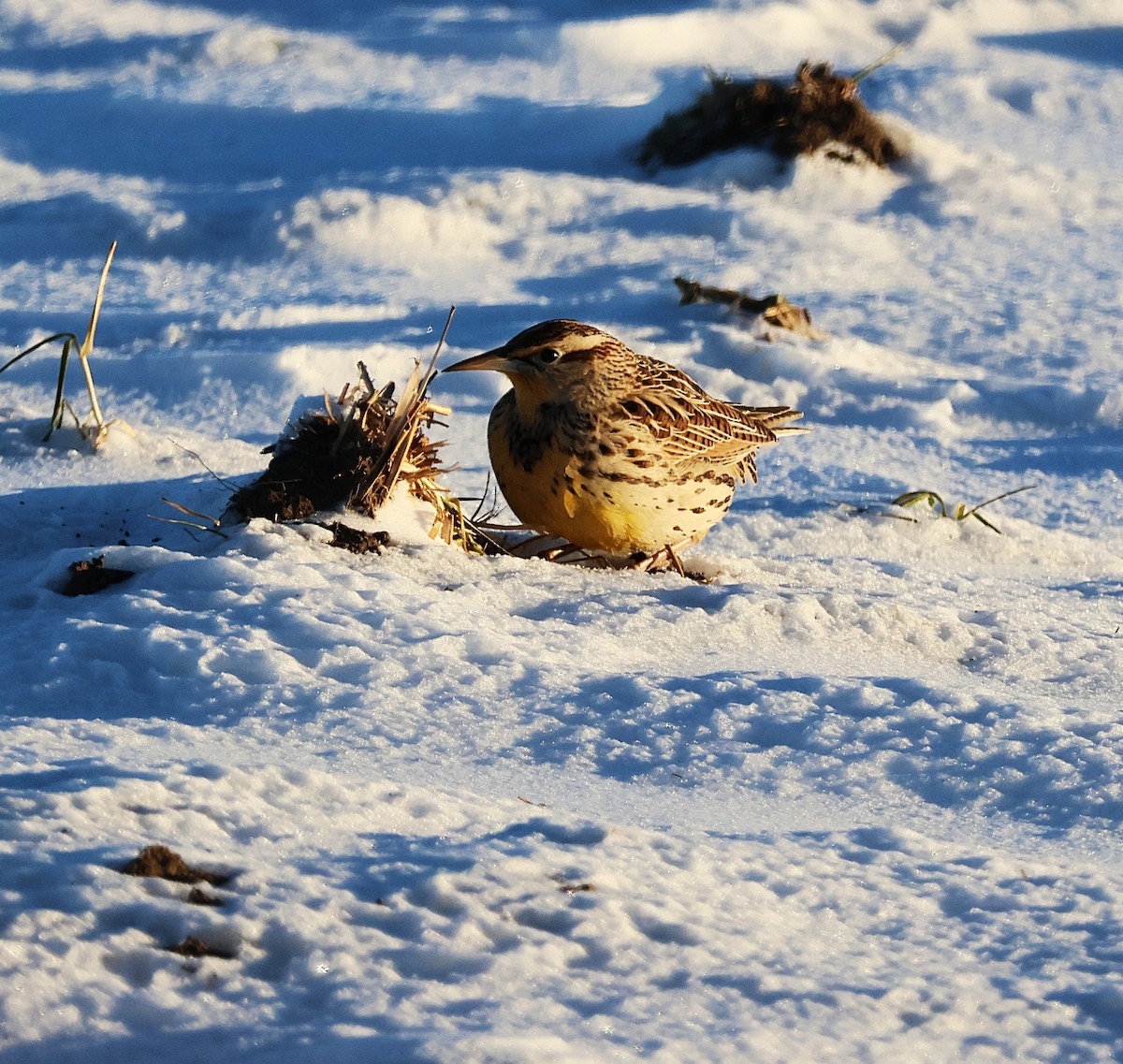 Western Meadowlark - ML646822106