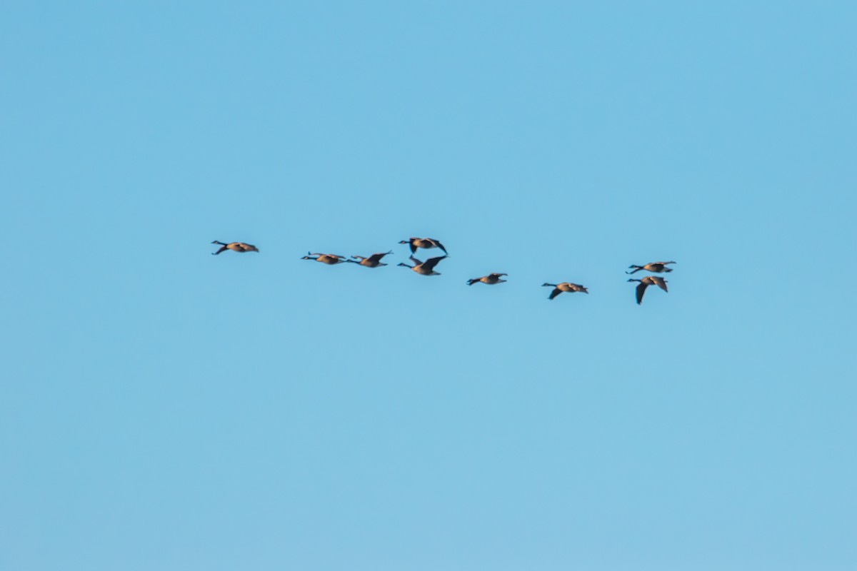 Oca canadese maggiore - ML646822108